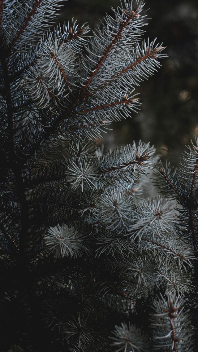 1290x2796 green pine tree covered with snow - grey iPhone Wallpaper