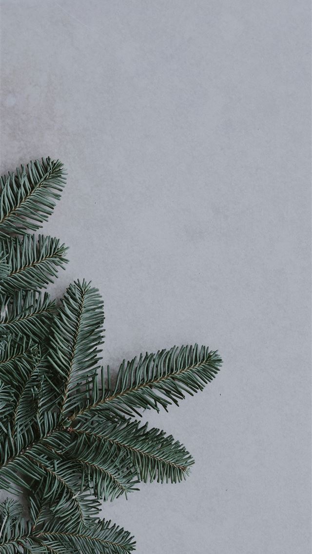 1290x2796 green pine tree leaves - grey iPhone Wallpaper