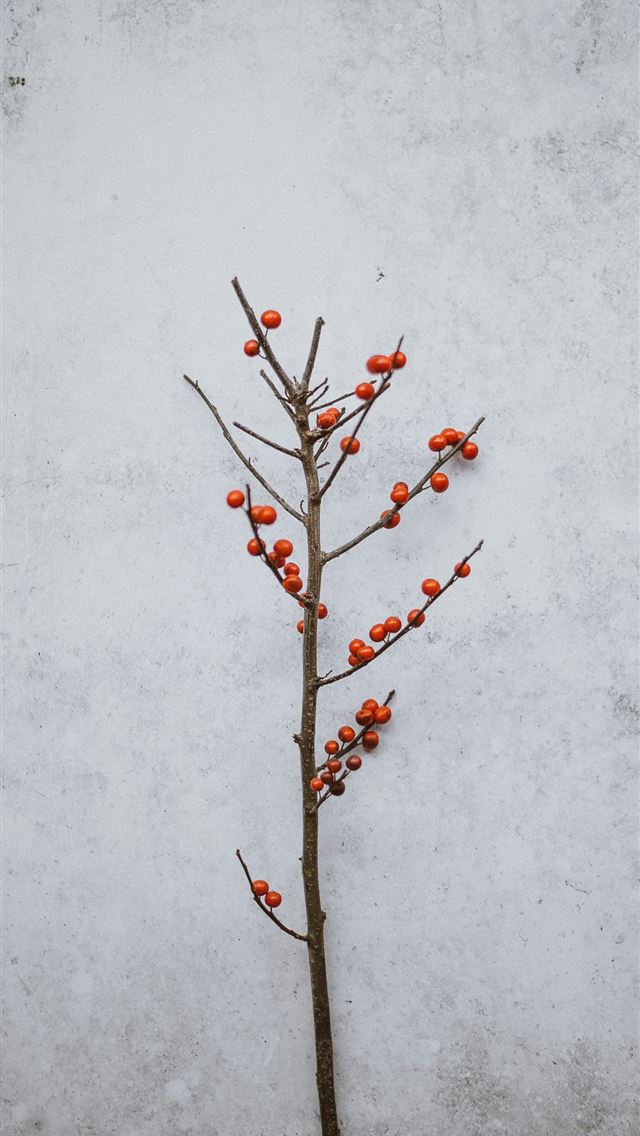1290x2796 red round fruit near wall - grey iPhone Wallpaper