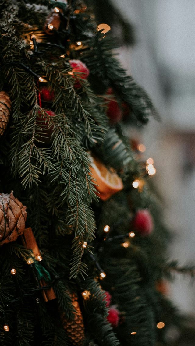 1290x2796 green pine cone on green pine tree - tree iPhone Wallpaper