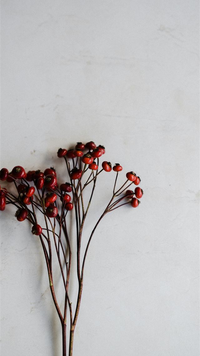 1290x2796 bunch of red mistletoe -  iPhone Wallpaper