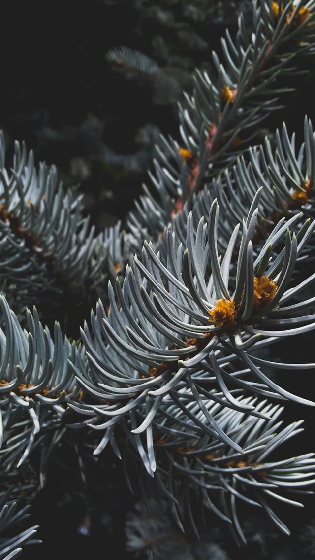1290x2796 green plant in close up photography -  iPhone Wallpaper