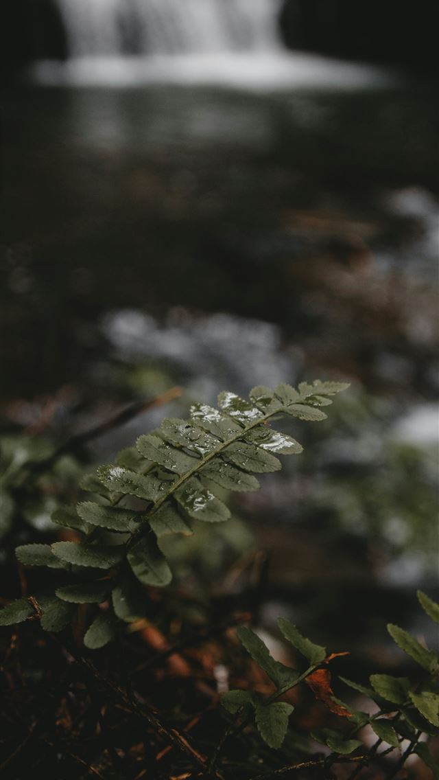 1290x2796 green leaf in shallow focus photography -  iPhone Wallpaper