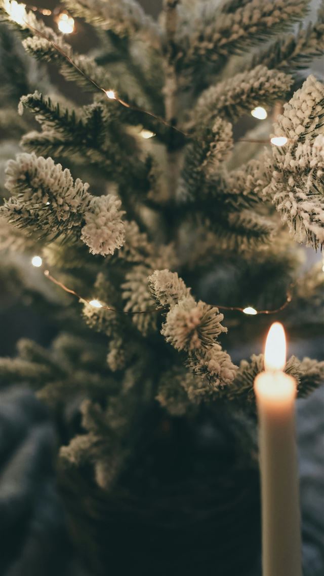 1290x2796 white candle on brown tree -  iPhone Wallpaper