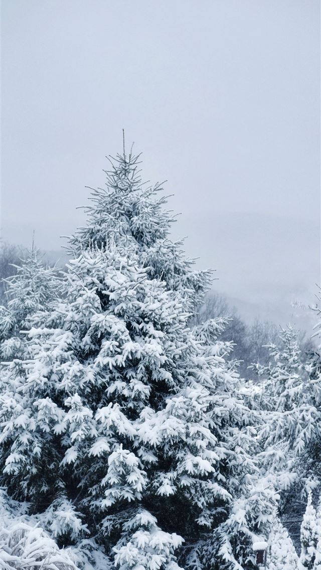 1290x2796 Pine tree icy covered scenery - christmas iPhone Wallpaper