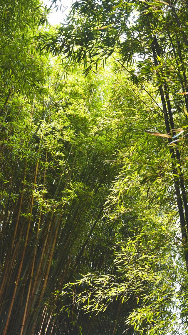 1290x2796 green bamboo trees - christmas iPhone Wallpaper