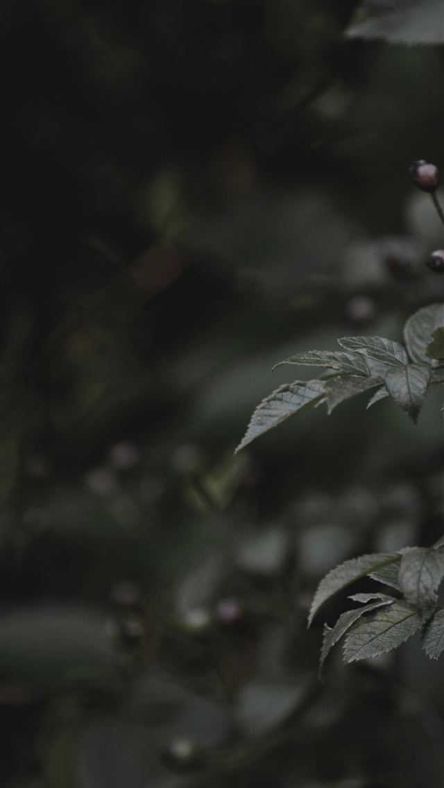1290x2796 green leaves in tilt shift lens - christmas iPhone Wallpaper