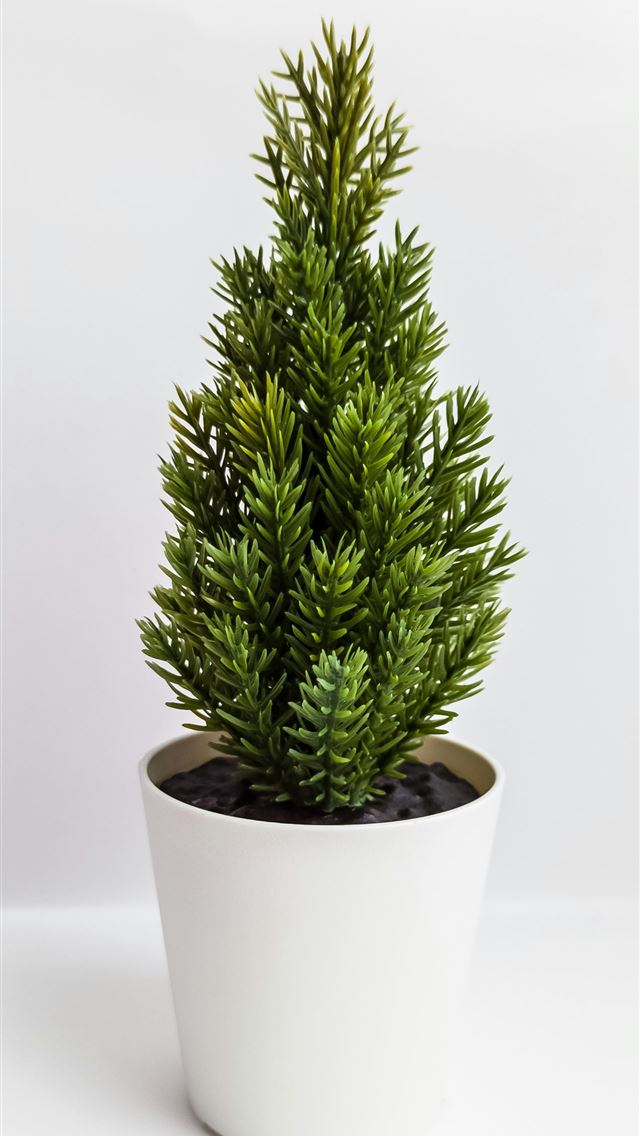 1290x2796 green plant on white ceramic pot - christmas iPhone Wallpaper