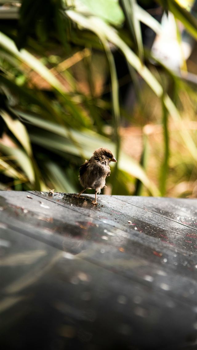 1290x2796 brown and white chick standing on brown wood -  iPhone Wallpaper