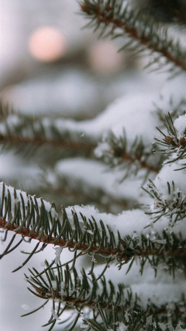1290x2796 green pine tree covered with snow -  iPhone Wallpaper