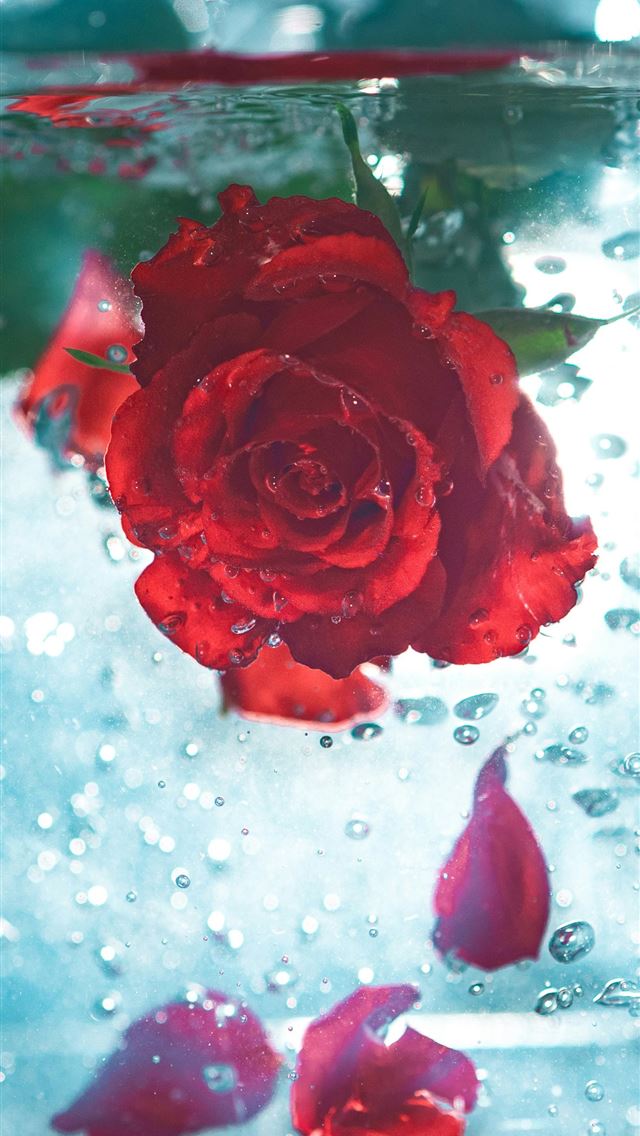 1290x2796 red rose underwater -  iPhone Wallpaper