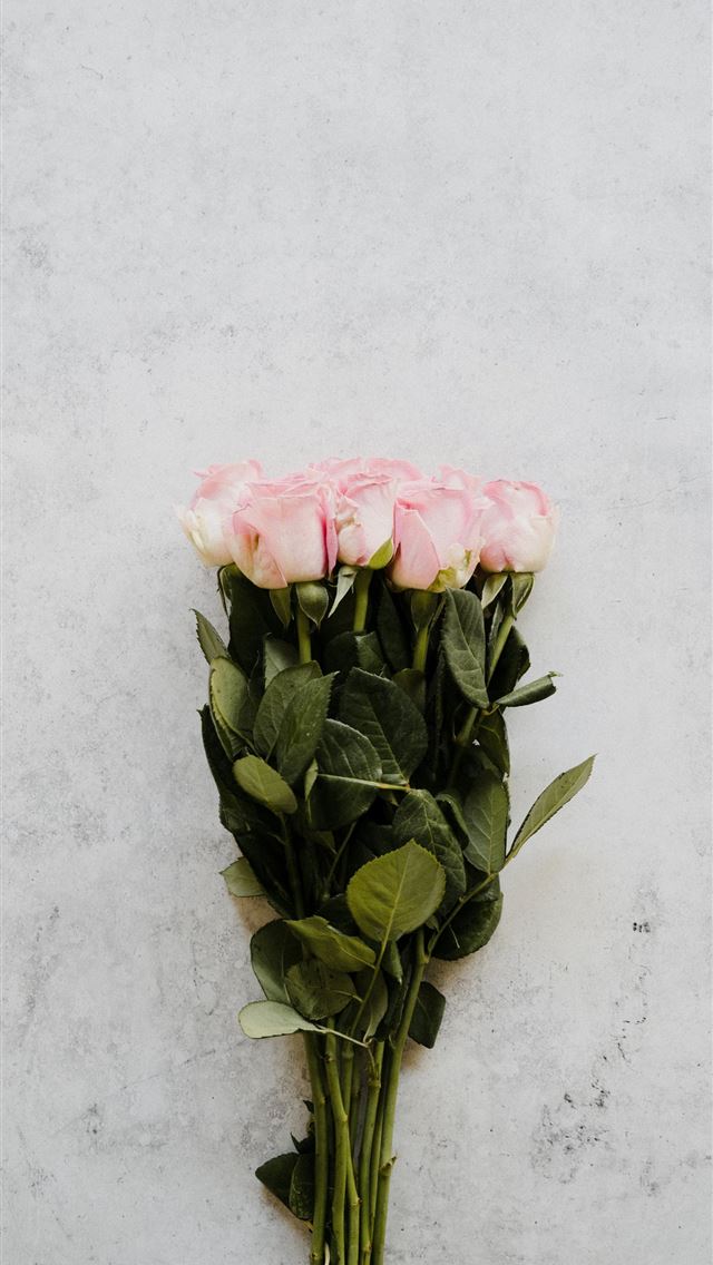 1290x2796 a bunch of pink roses on a white background -  iPhone Wallpaper