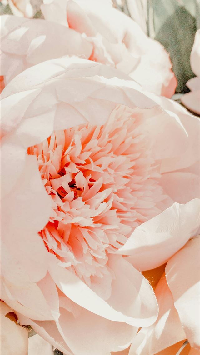 1290x2796 Pink Peonies - valentine's day iPhone Wallpaper