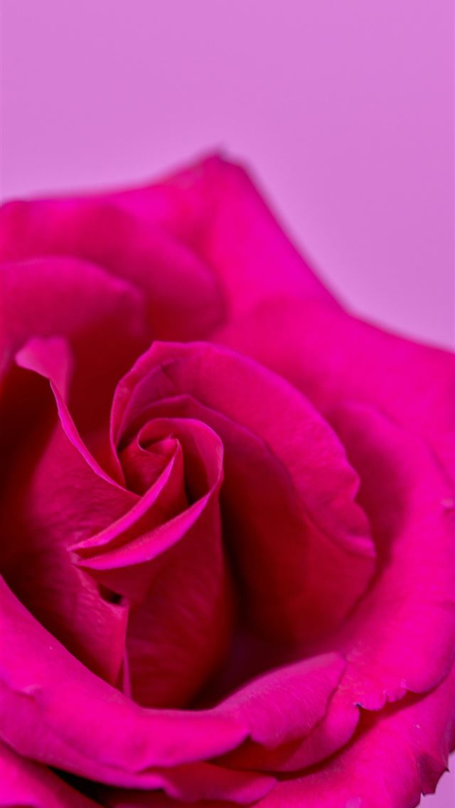 1290x2796 Pink Rose - valentine's day iPhone Wallpaper