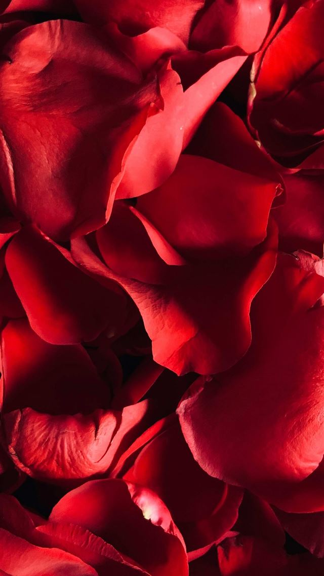 1290x2796 Red Rose Petals - valentine's day iPhone Wallpaper
