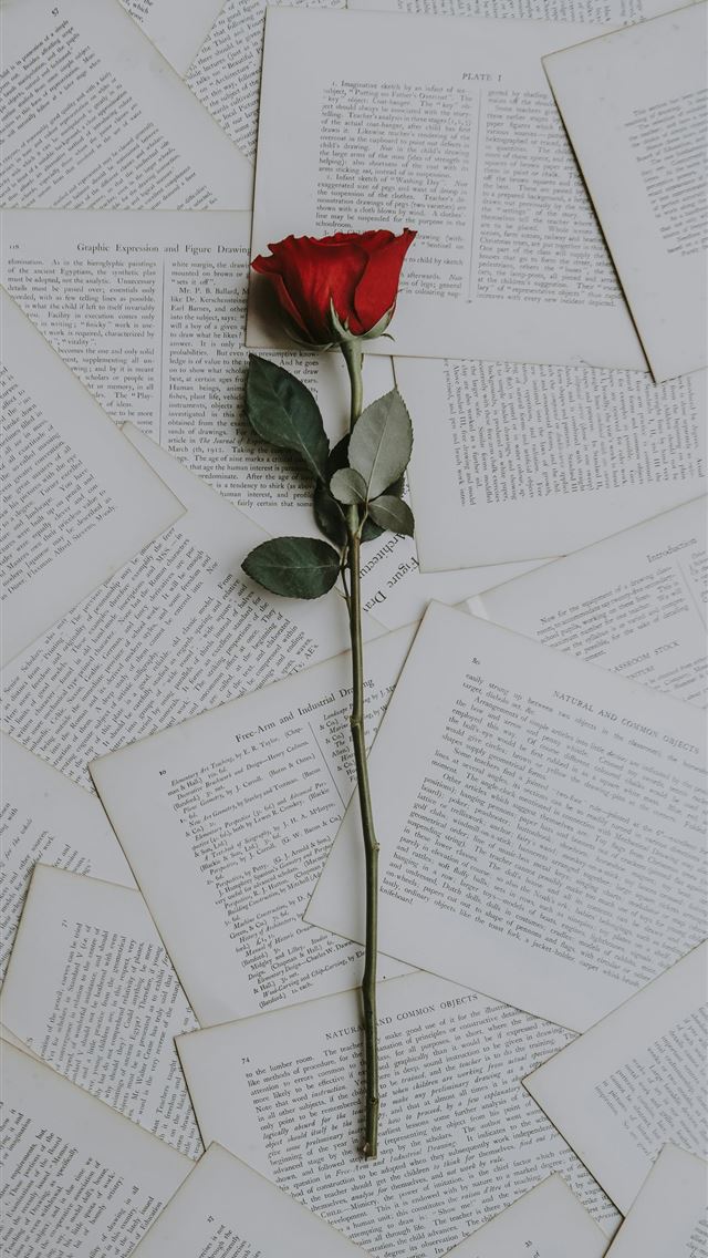1290x2796 Single Red Rose - valentine's day iPhone Wallpaper