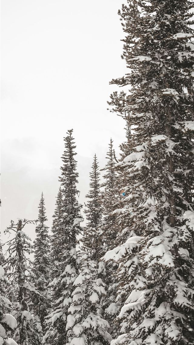 1290x2796 field of trees -  iPhone Wallpaper