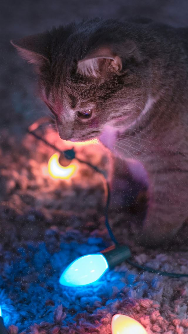 1290x2796 a cat sitting on the ground next to a string of li... -  iPhone Wallpaper