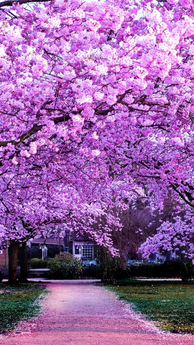 1284x2778 spring -  iPhone Wallpaper