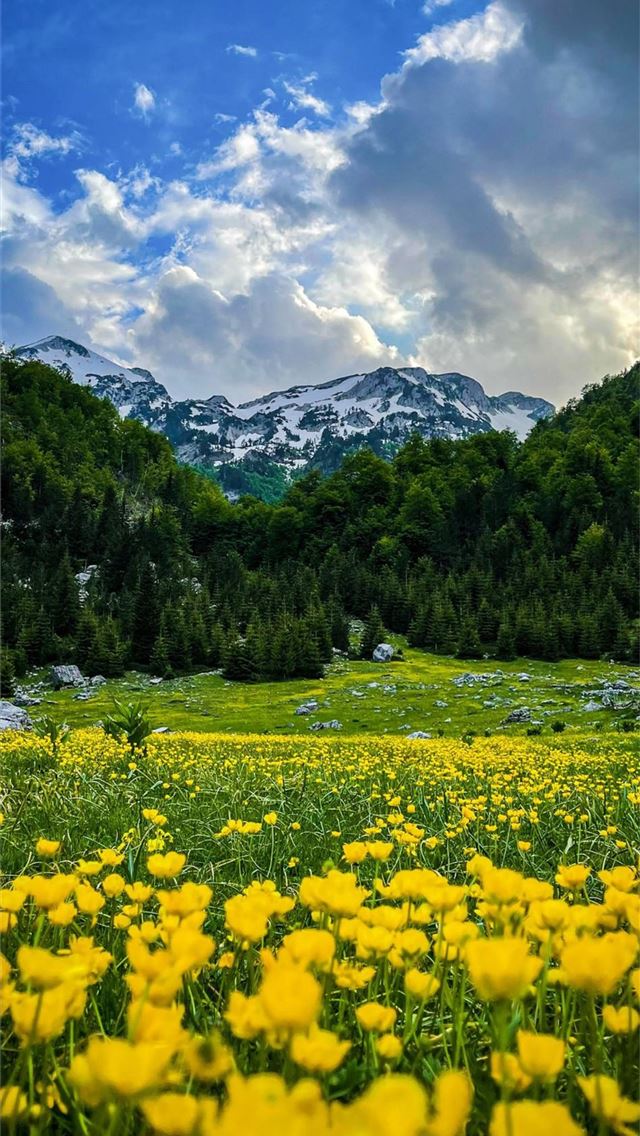 1125x2436 spring -  iPhone Wallpaper