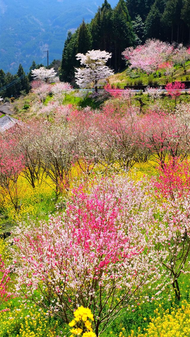 1290x2796 spring -  iPhone Wallpaper