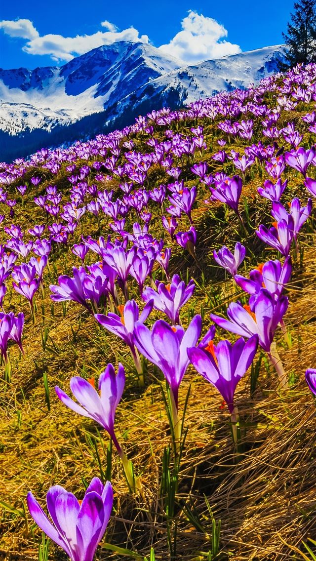 1242x2688 spring -  iPhone Wallpaper
