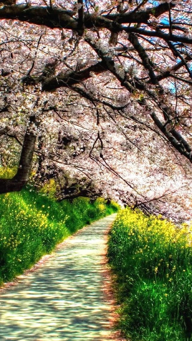1242x2688 spring -  iPhone Wallpaper