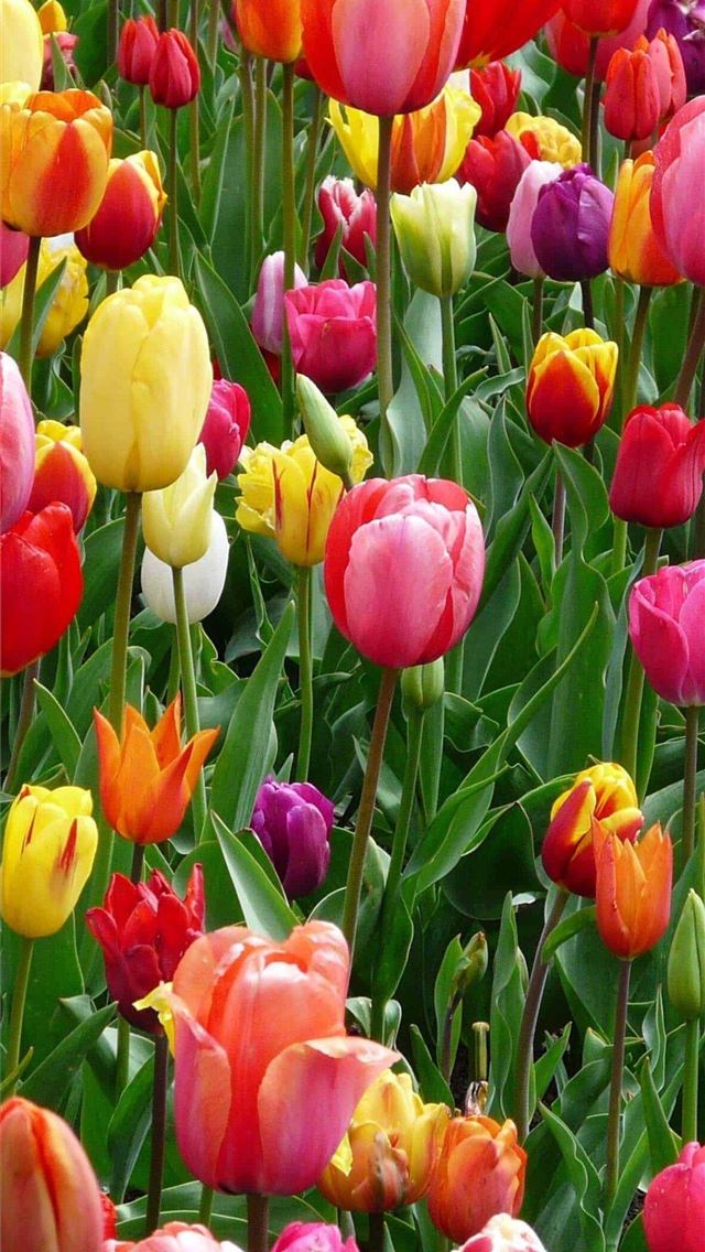 1125x2436 spring -  iPhone Wallpaper