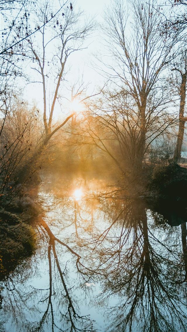 1290x2796 calm body of water overlooking bared tree at dayti... -  iPhone Wallpaper