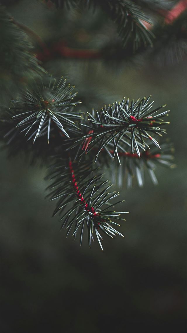 1290x2796 green and red plant in close up photography -  iPhone Wallpaper