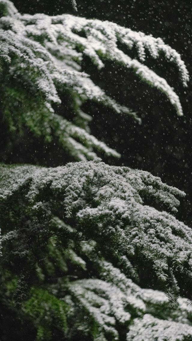 1290x2796 green pine tree covered with snow -  iPhone Wallpaper