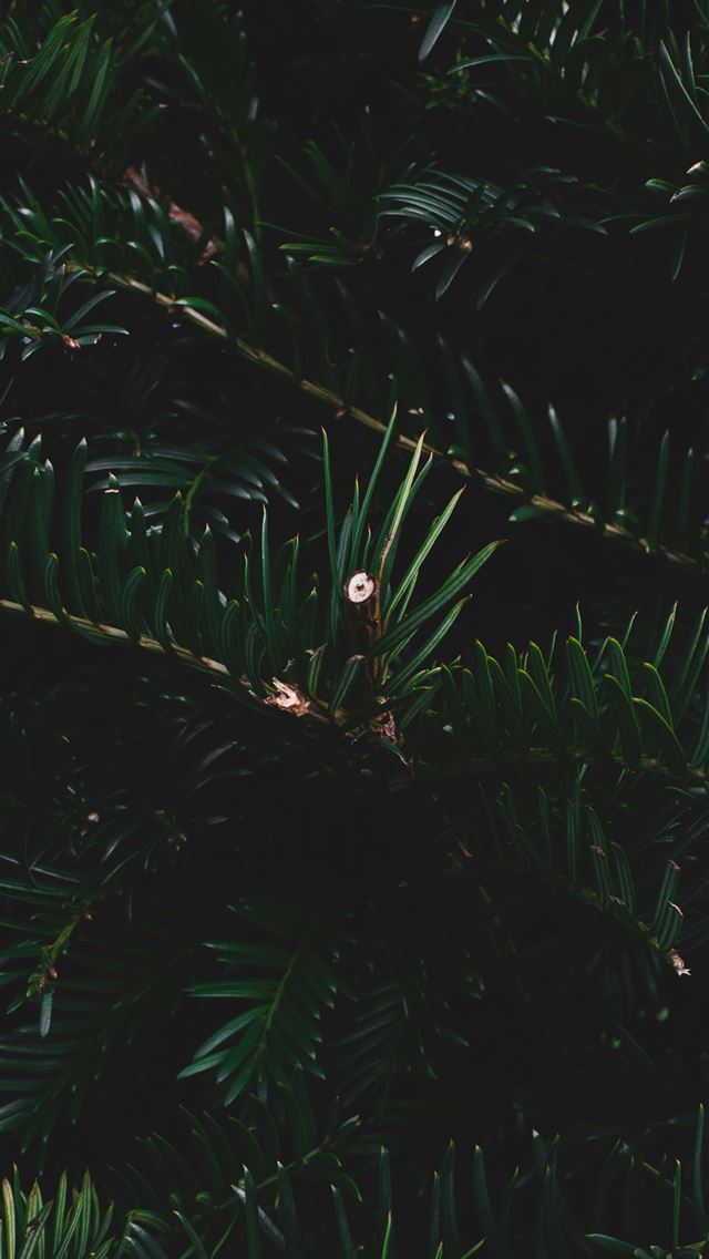 1290x2796 green palm trees at night -  iPhone Wallpaper