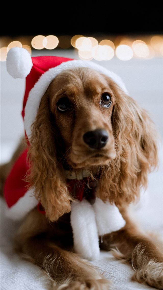 1290x2796 a dog wearing a santa hat -  iPhone Wallpaper