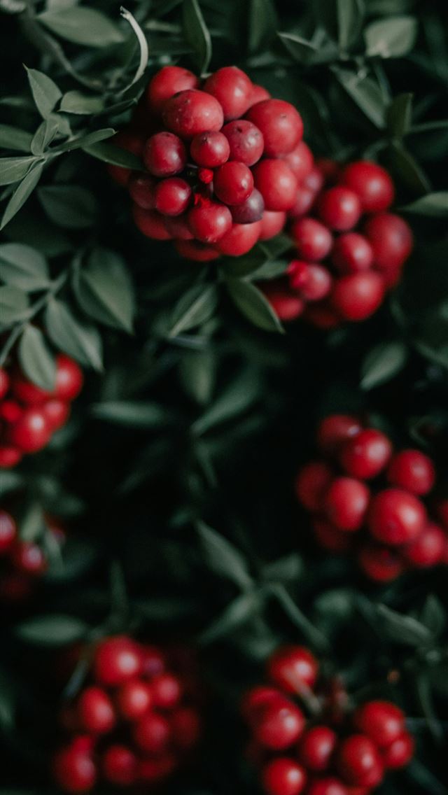 1290x2796 red round fruits on green leaves -  iPhone Wallpaper