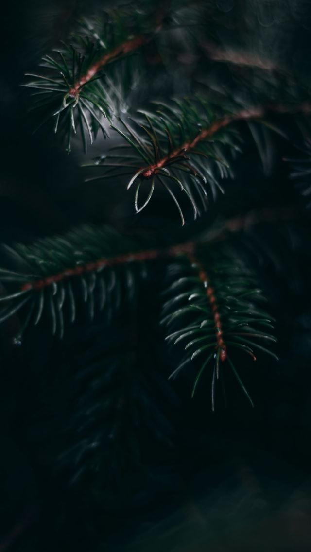 1290x2796 green pine tree leaves in close up photography -  iPhone Wallpaper