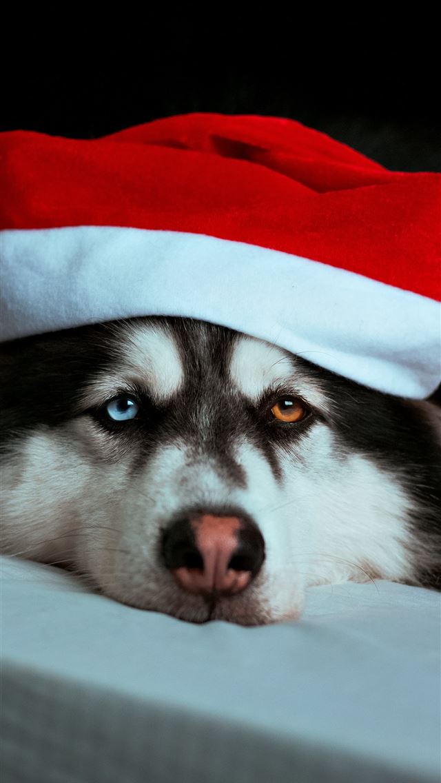 1290x2796 a husky dog wearing a santa hat on top of a bed -  iPhone Wallpaper