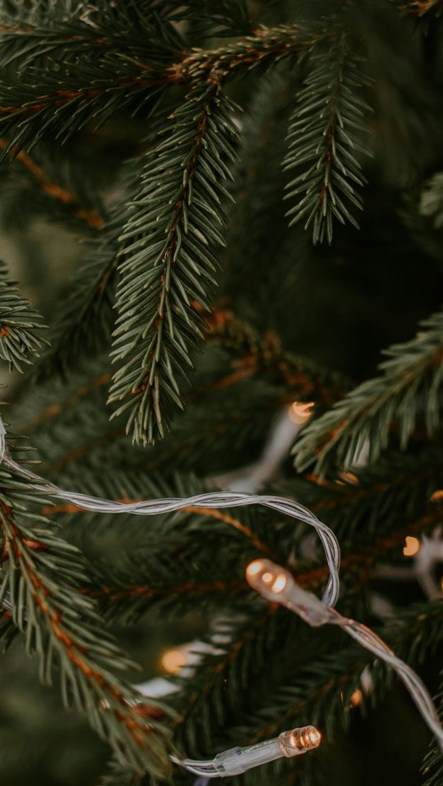 1290x2796 green pine tree with red and white string lights -  iPhone Wallpaper