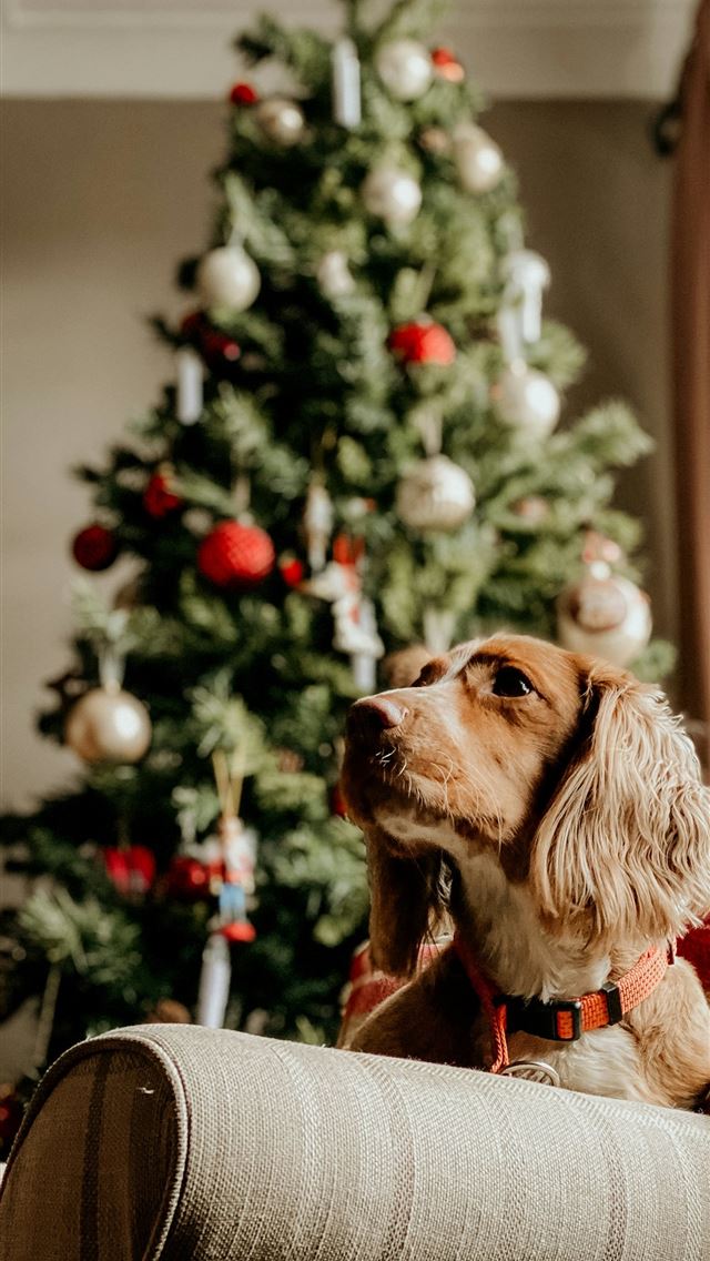 1290x2796 long coated brown dog on gray couch -  iPhone Wallpaper