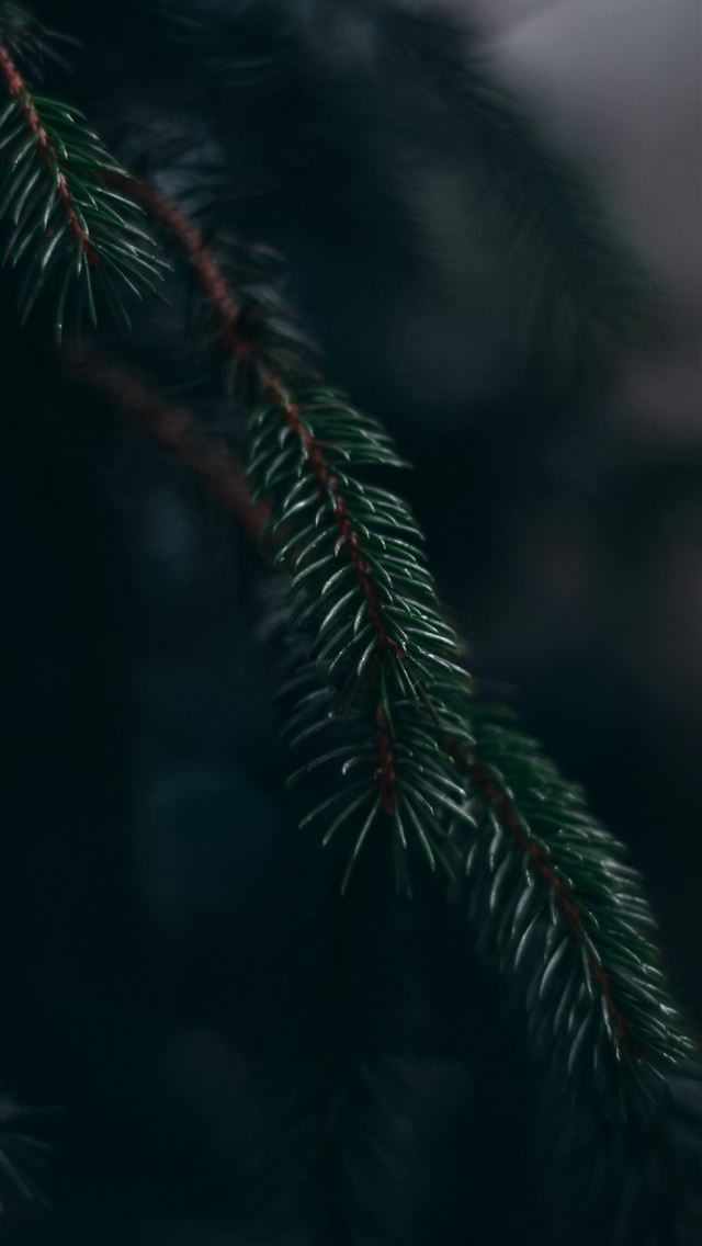1290x2796 green pine tree in close up photography - christmas iPhone Wallpaper