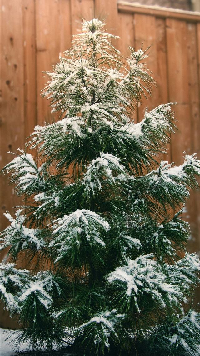 1290x2796 A small pine tree covered in snow in front of a fe... -  iPhone Wallpaper