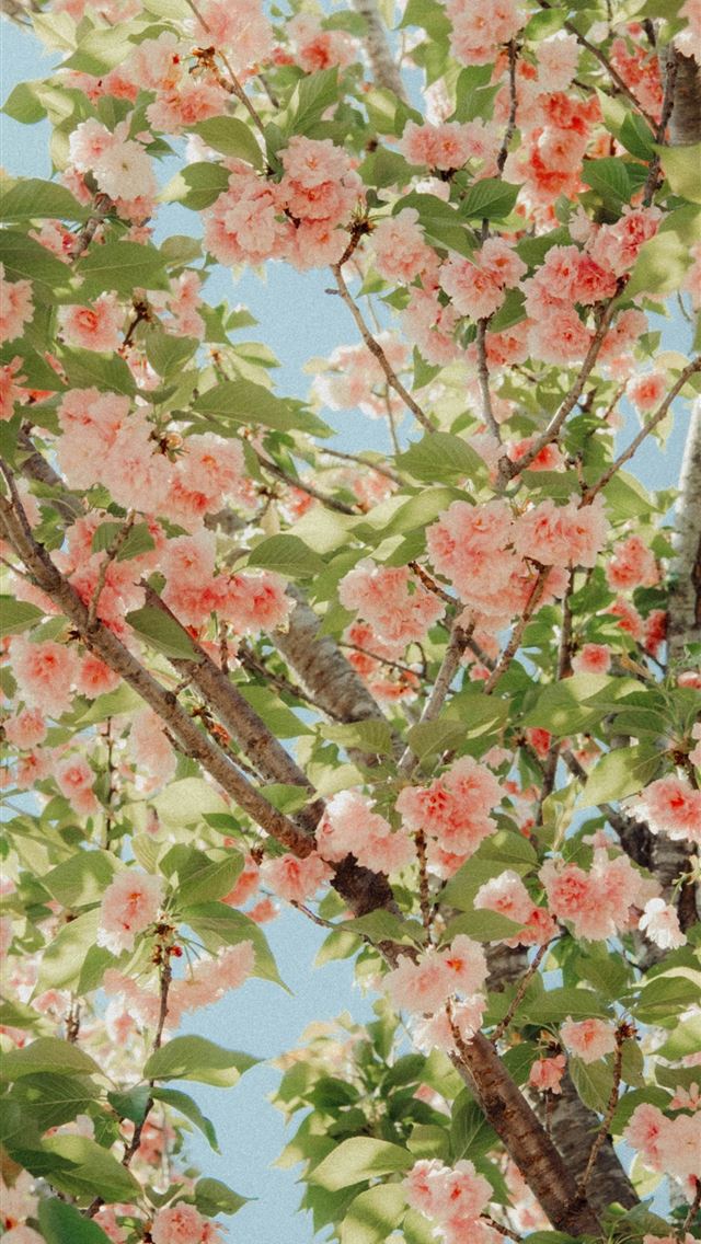 1290x2796 Cherry blossoms bloom beautifully in springtime  -  iPhone Wallpaper