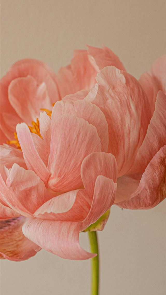 1290x2796 A beautiful pink peony is blooming  -  iPhone Wallpaper