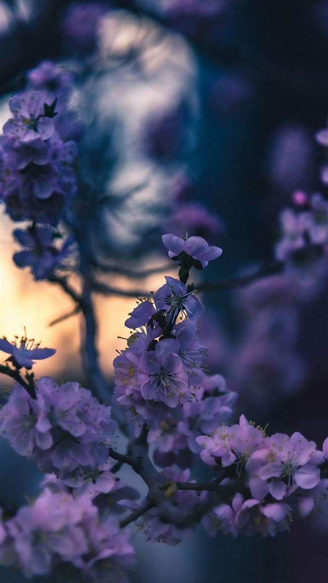1290x2796 Purple flowers bloom in the evening light  -  iPhone Wallpaper