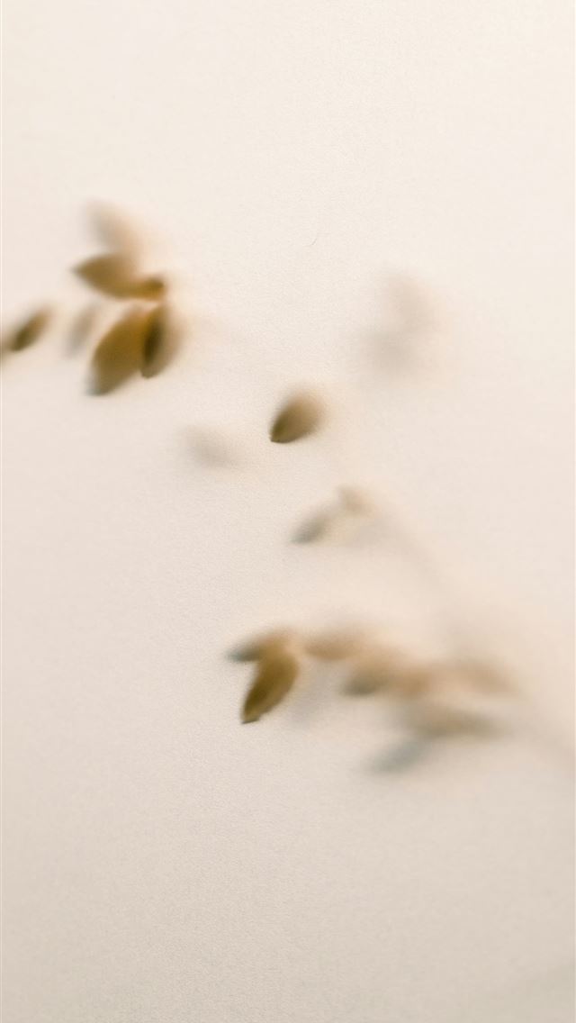 1290x2796 a blurry photo of a plant on a wall -  iPhone Wallpaper