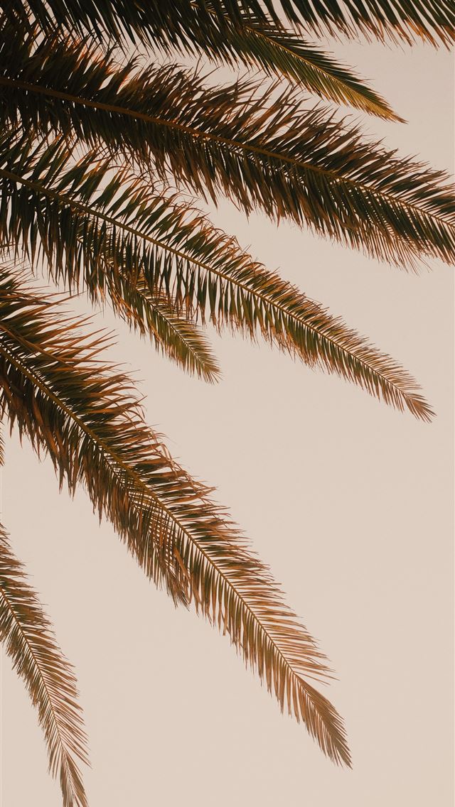 1290x2796 Palm tree fronds against a neutral muted backgroun... -  iPhone Wallpaper