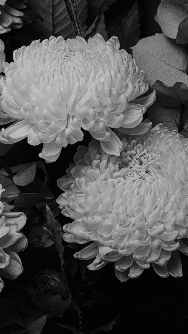 1290x2796 A black and white photo of a bunch of flowers -  iPhone Wallpaper