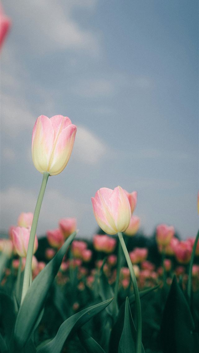 1290x2796 Pink tulips bloom beautifully under a bright sky  -  iPhone Wallpaper