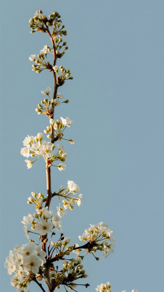 1125x2436 A blooming branch reaches towards the blue sky  -  iPhone Wallpaper