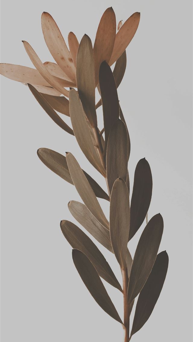 1290x2796 Dried plant stem with elegant leaves  -  iPhone Wallpaper