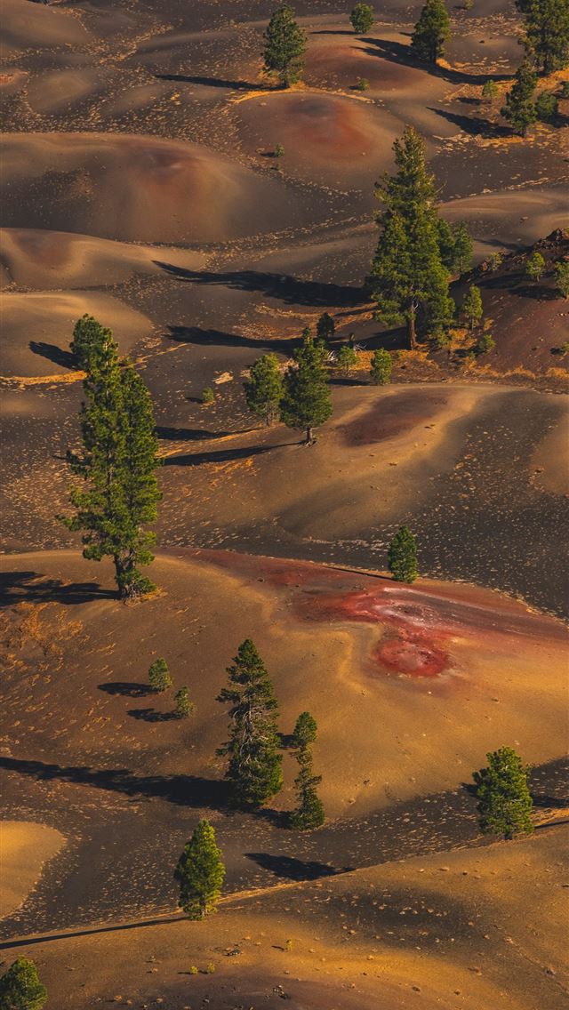 1290x2796 green trees on brown sand -  iPhone Wallpaper